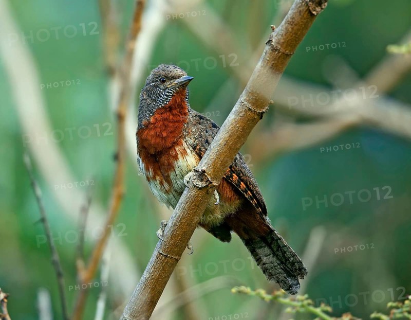 Rufous-necked Wryneck