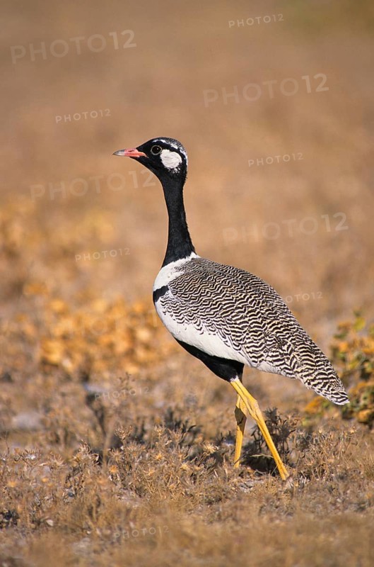 Bustard