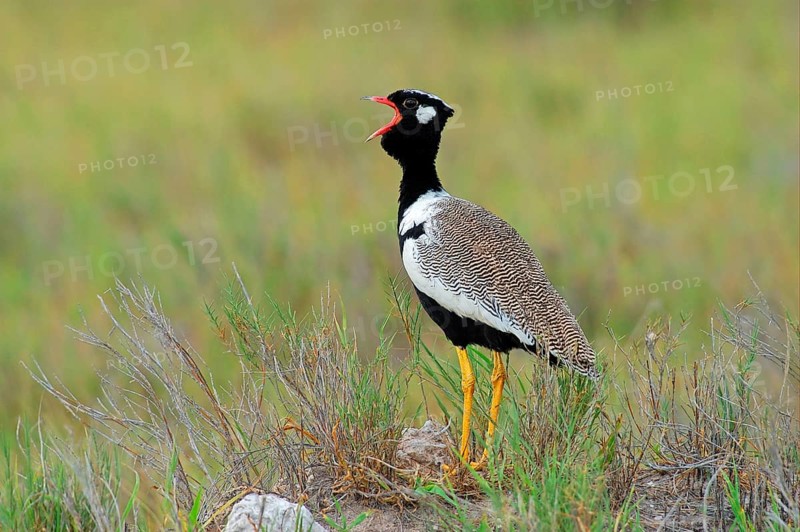 Cackling Bustard