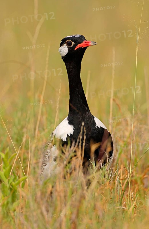 Bustard