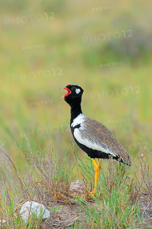 Cackling Bustard