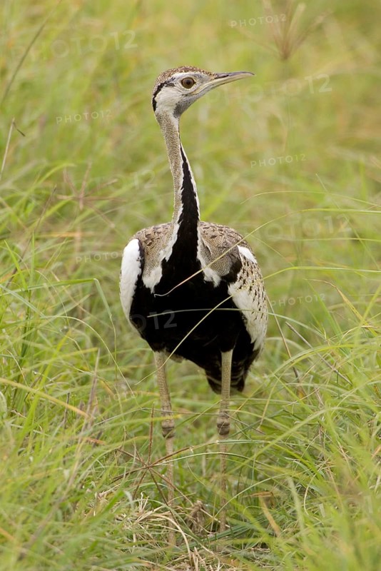 Black-bellied Bustard