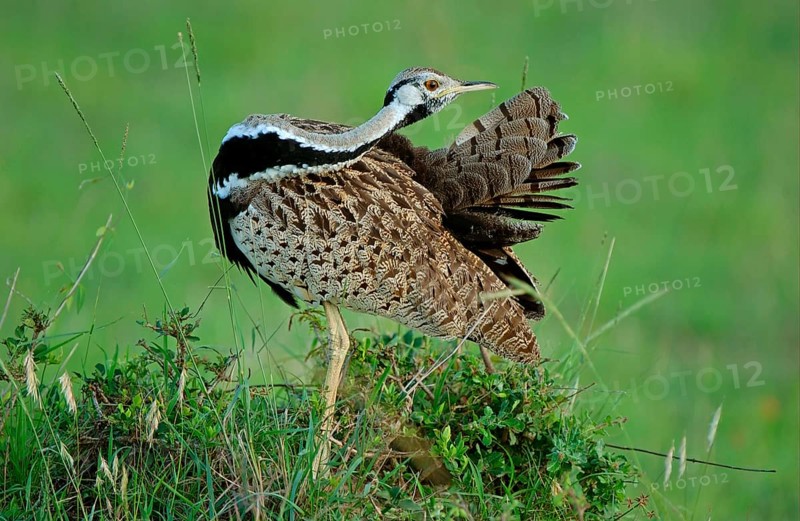 Black-bellied Bustard