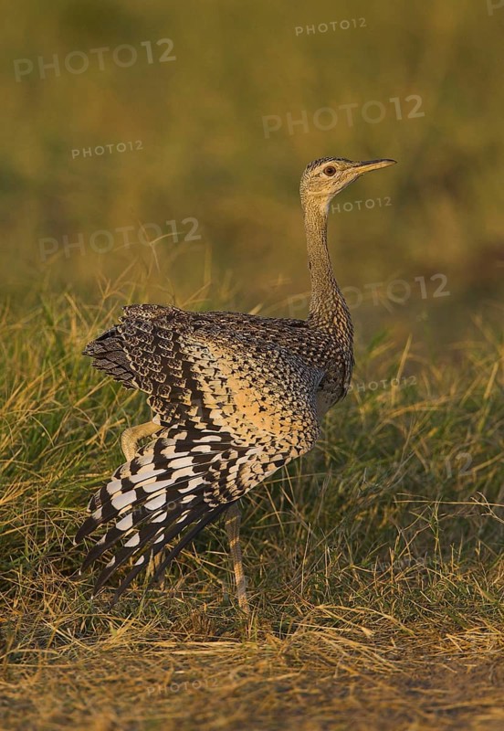 Black-bellied Bustard