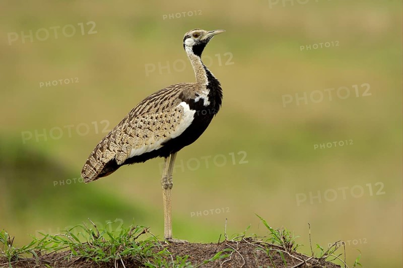 Black-bellied Bustard