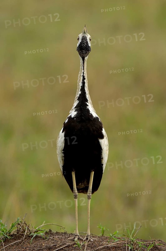 Black-bellied Bustard