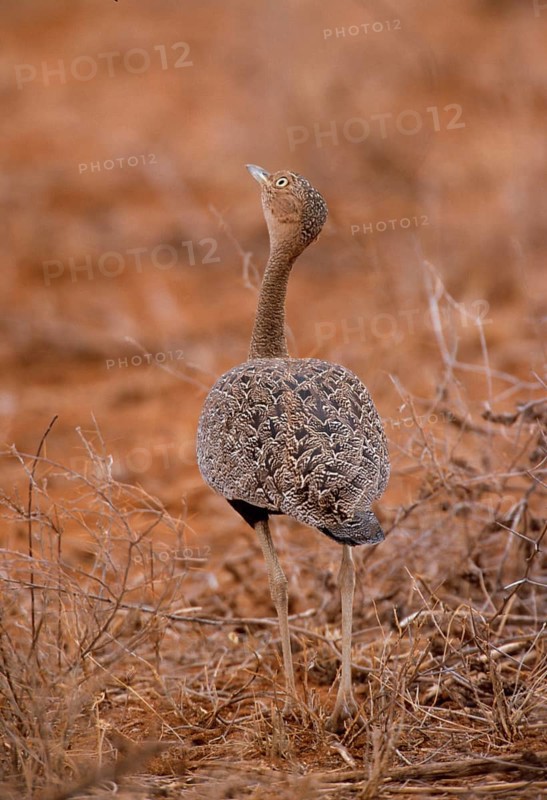 Buff-crested bustard