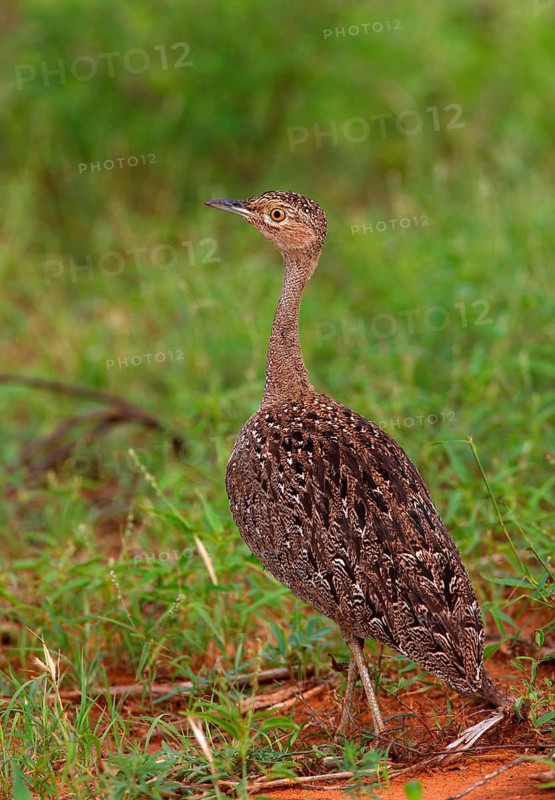 Buff-crested Bustard