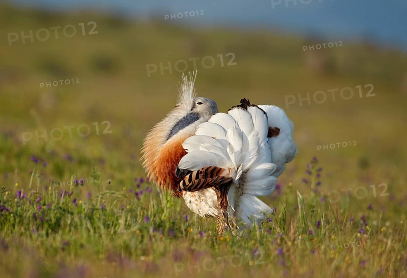 Great bustard