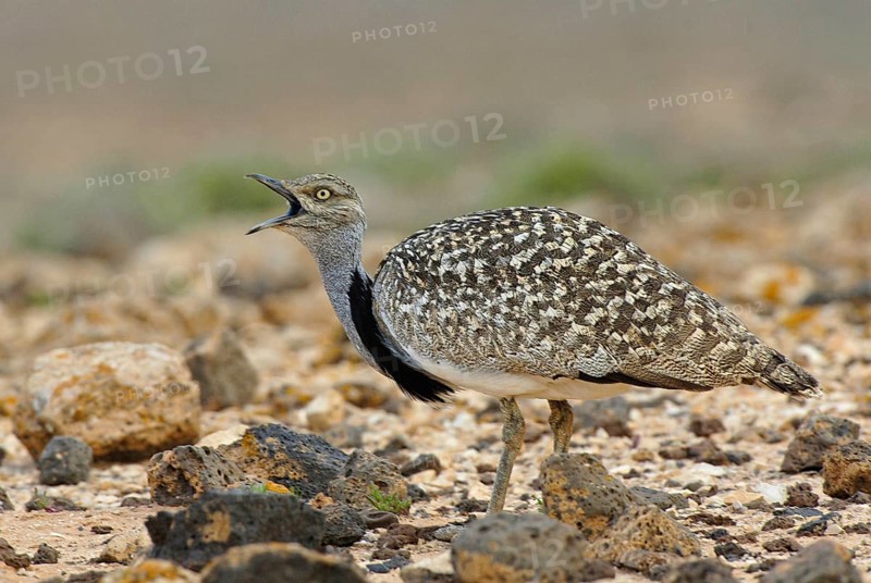 Houbara Bustard