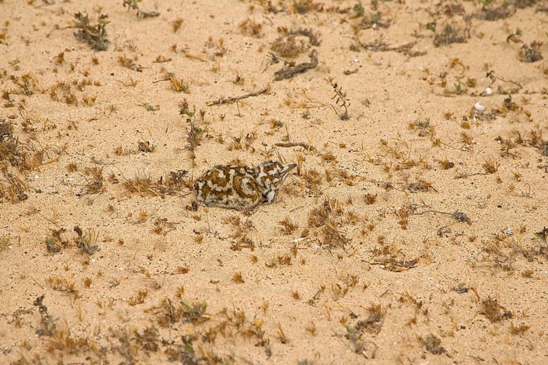 Houbara bustard
