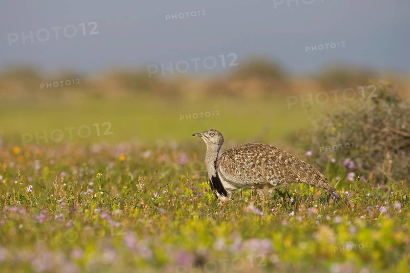 Canary Island Bustard