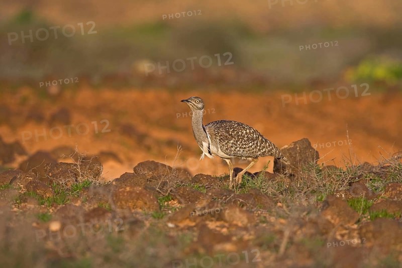 Canary Island Bustard