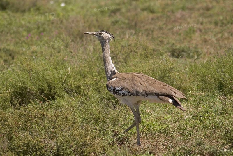 Kori Bustard