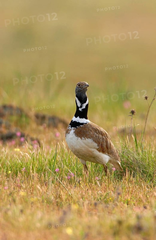 Little bustards