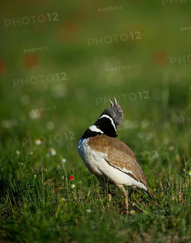 Little bustard