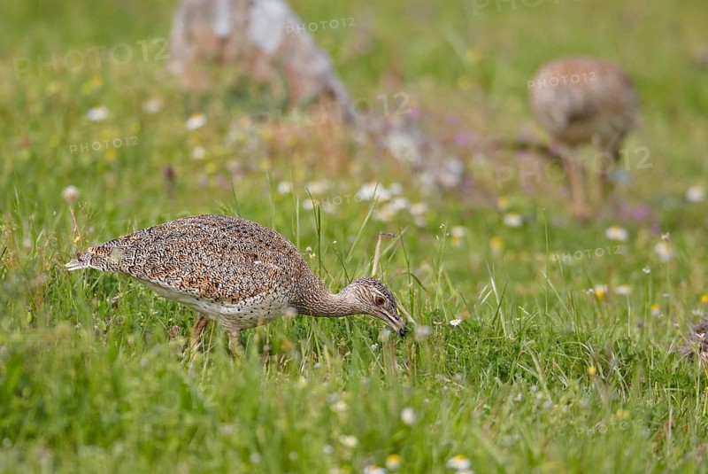 Little bustard