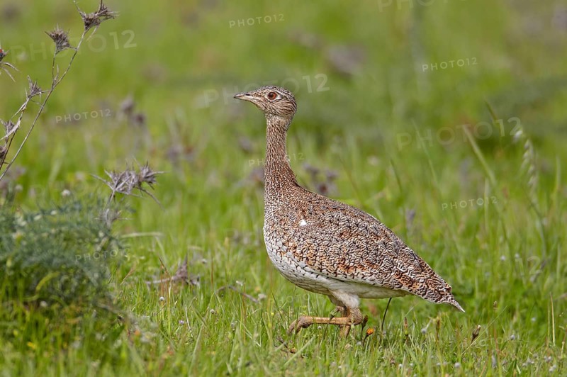 Little bustard