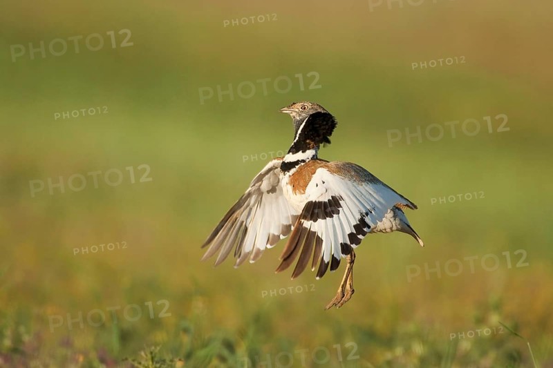 Little bustards