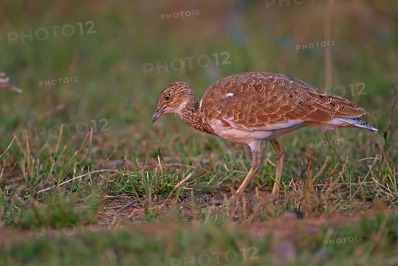 Little Bustard