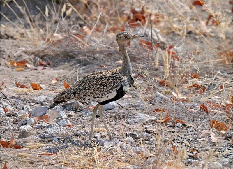 Red-crested Bustard
