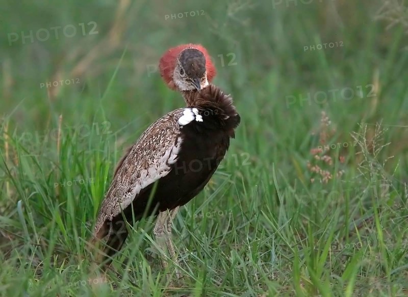 Red-crested korhaans