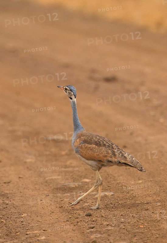 White-bellied bustard
