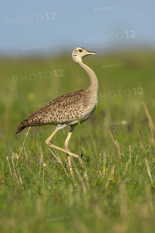 Northern white-bellied bustard