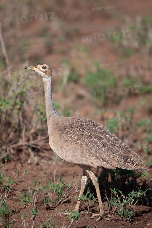 Northern white-bellied bustard