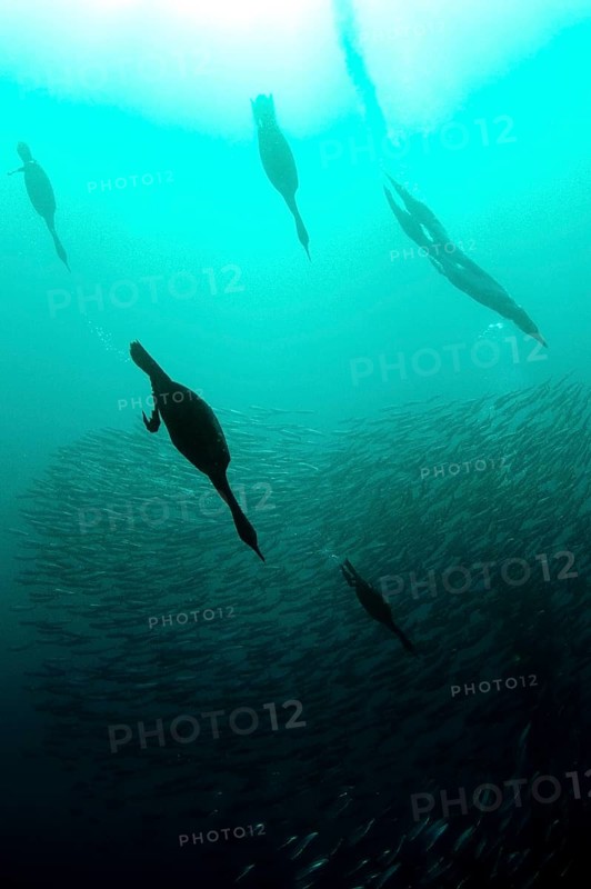 Cape cormorant