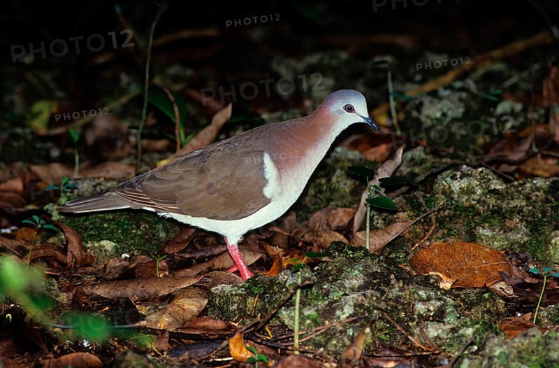 Jamaica Pigeon