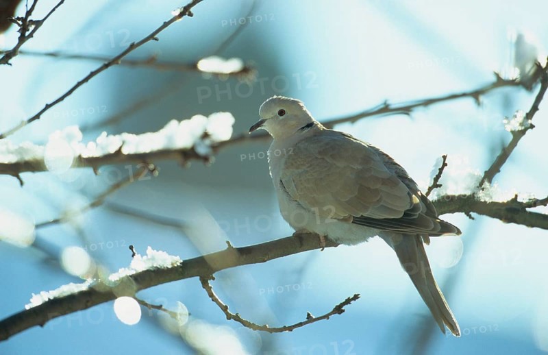 Eurasian Collared Dove