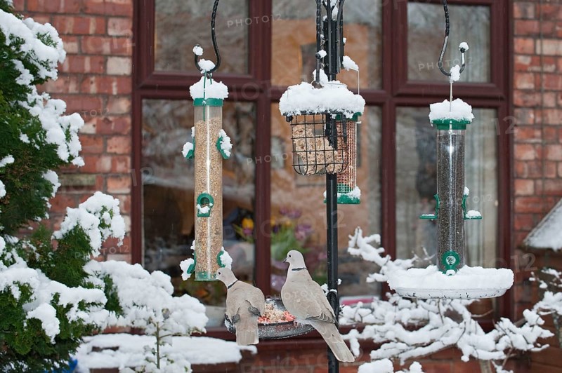 Eurasian Collared Dove