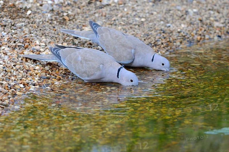 Eurasian collared doves