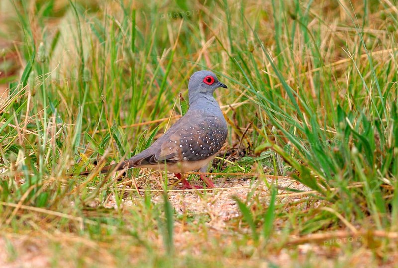 Diamond diamond dove