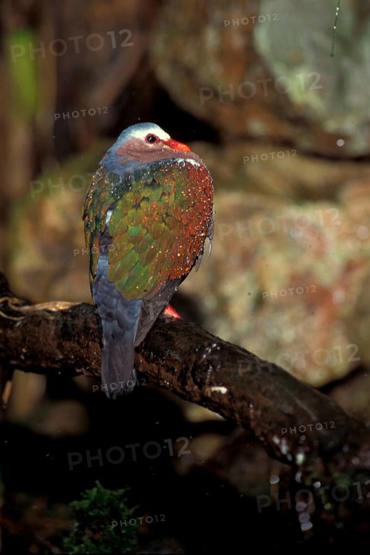 Common emerald dove