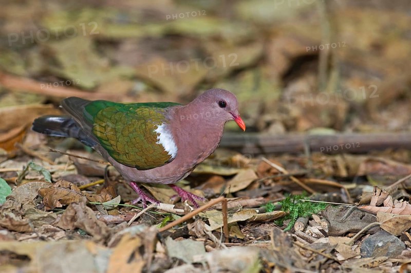 Common emerald dove
