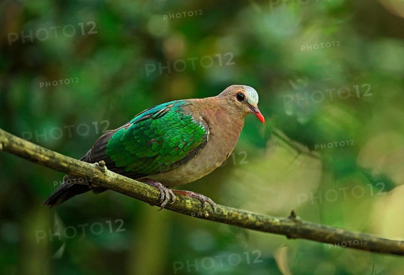 Green-winged Dove