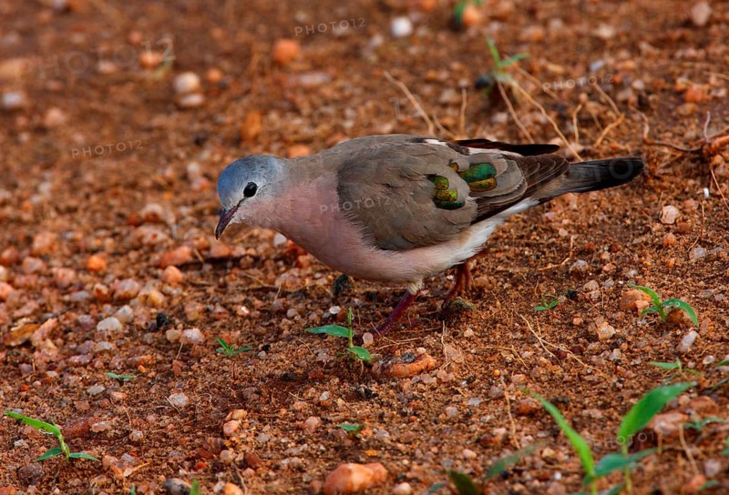 Emerald-spotted emerald-spotted wood dove