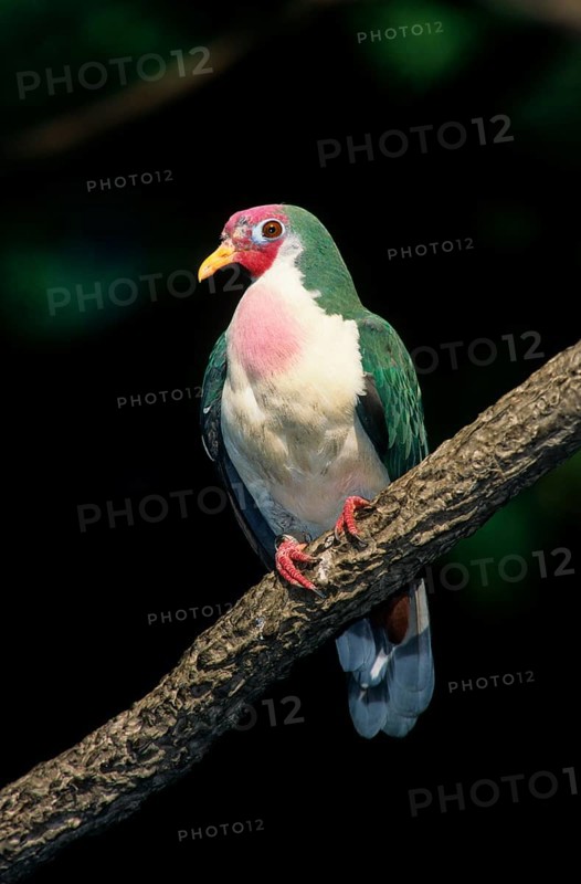 Jambu Fruit Dove