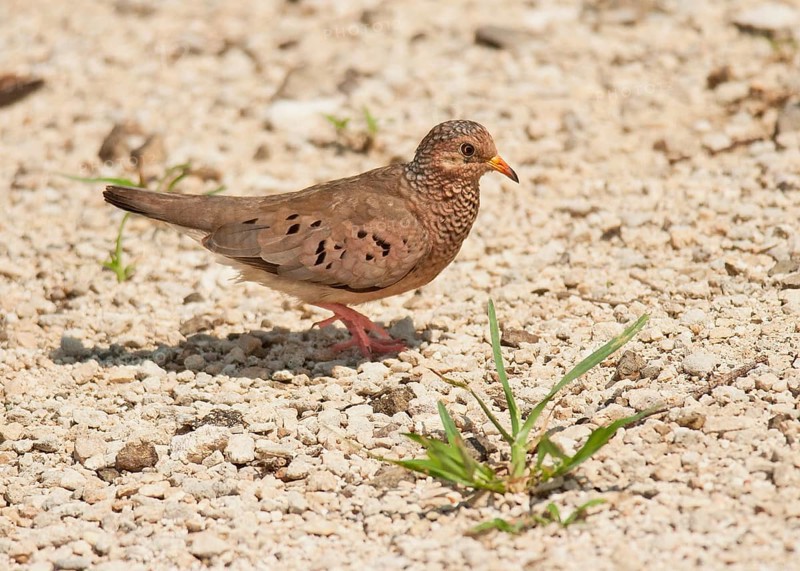 Common ground dove