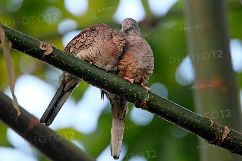 Inca Dove