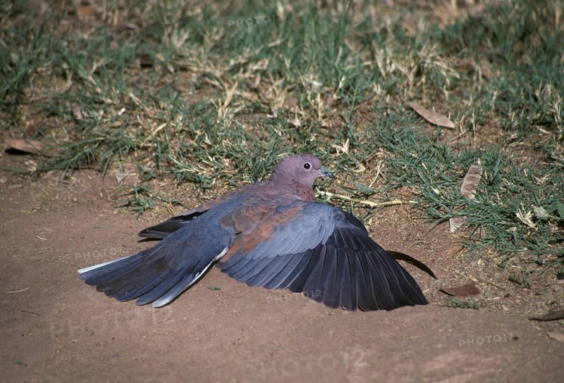 Palm Dove
