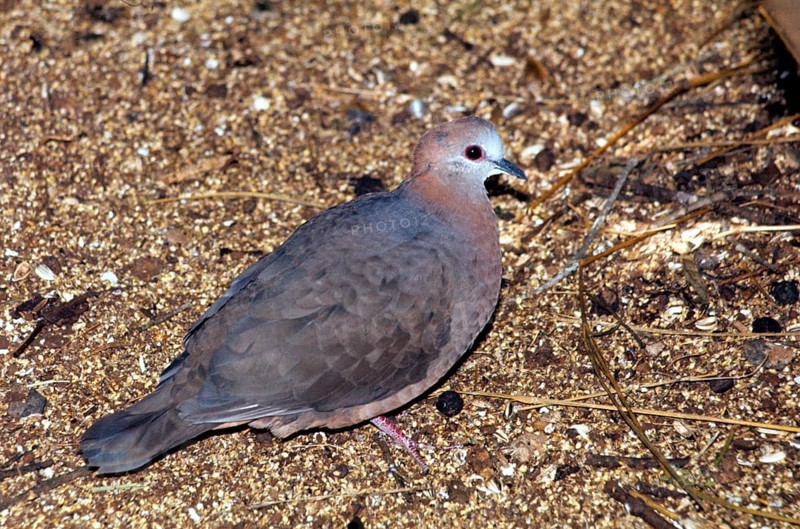 Lemon dove