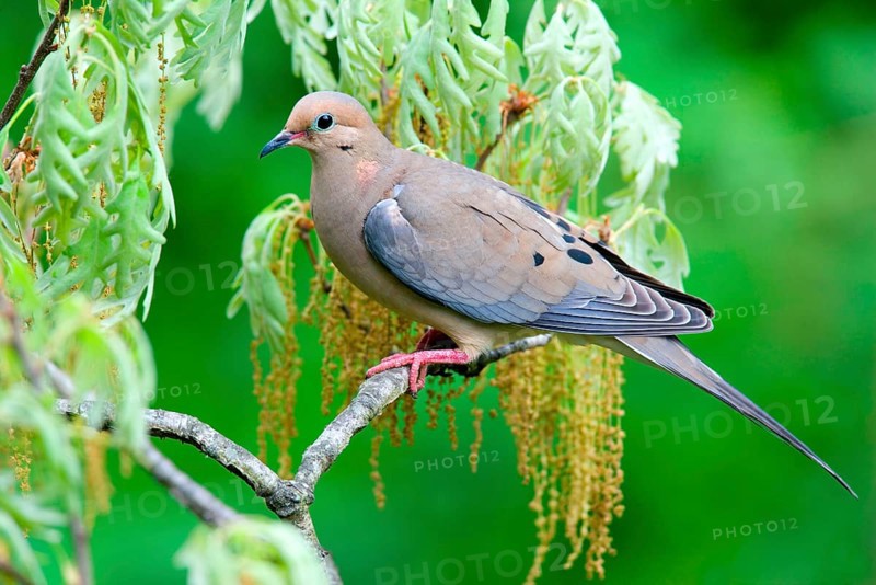 Mourning Dove