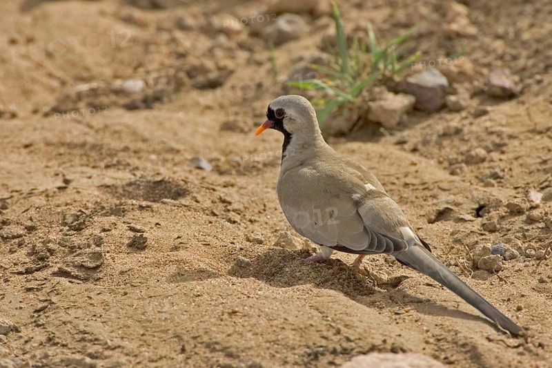 Namaqua dove