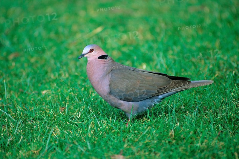 Red-eyed Dove