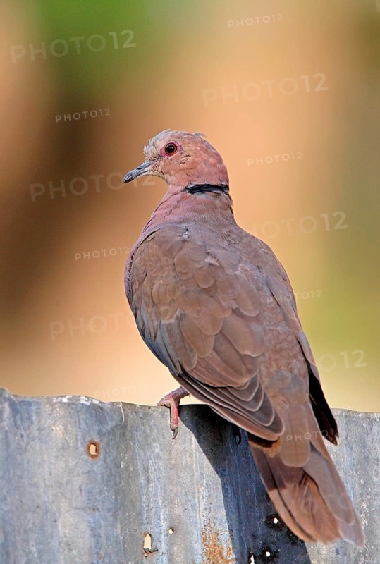 Crescent dove