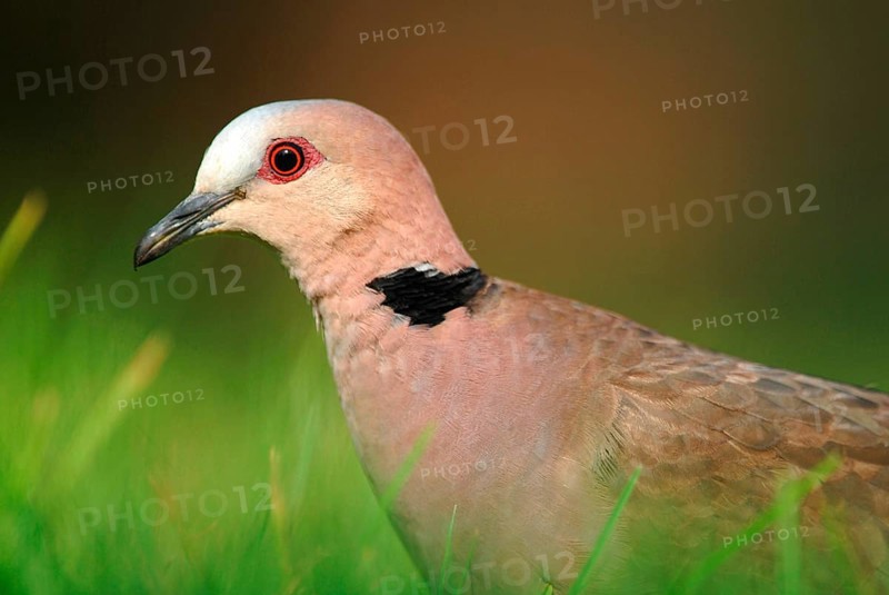 Red-eyed Dove