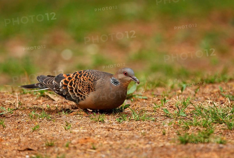 Oriental turtle dove